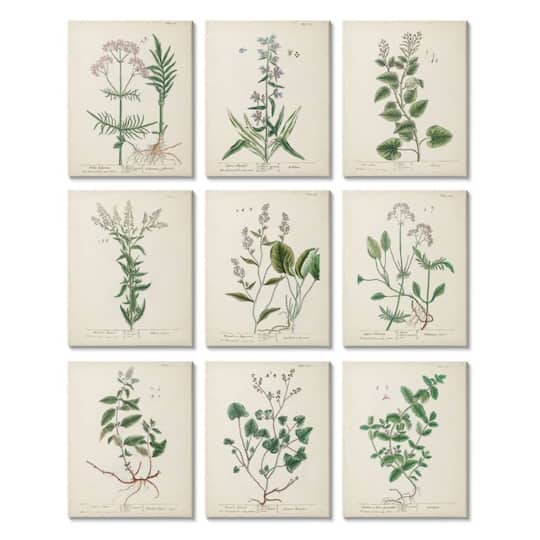 Stupell Industries Vintage Latin Study of Antique Floral Herbs Set